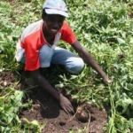 Asaph Mpande farming in Uganda